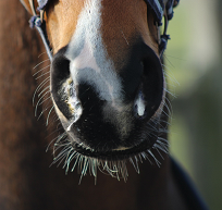 EQUINE FLU