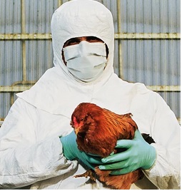 avian flu protection