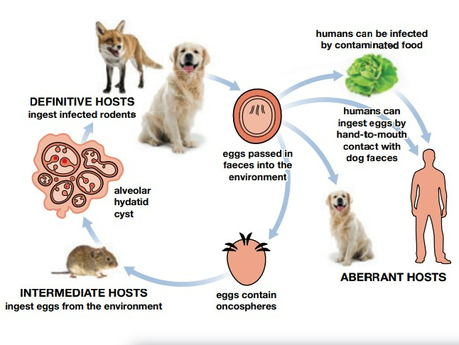 echinococcosi copy