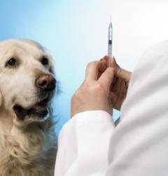 b 240 0 16777215 00 images IMMAGINE farmaci DogVaccine