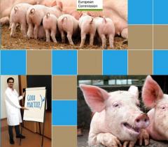 b 240 0 16777215 00 images IMMAGINE farmaci pig