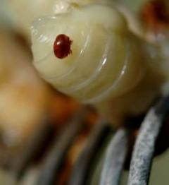 b 240 0 16777215 00 images IMMAGINE professionali Varroa su larva 275x300