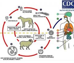 b 240 0 16777215 00 images E multilocularis ciclo biologico copy