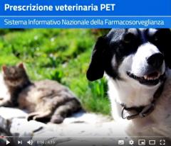 b 240 0 16777215 00 images videorevet pet