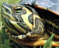 b 240 0 16777215 00 images IMMAGINE animaliesotici trachemys