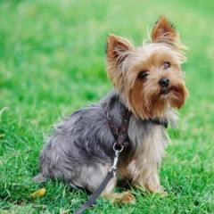 b 240 0 16777215 00 images IMMAGINE veterinari Yorkie