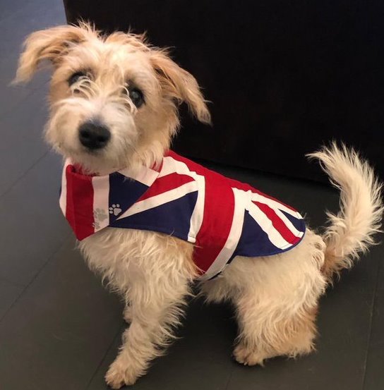 british dog