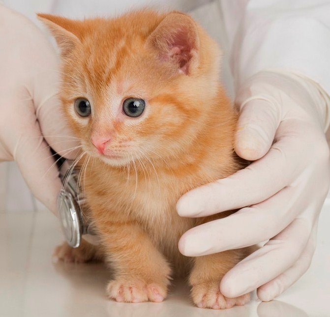 Veterinarian hands examining kitten --- Image by © Royalty-Free/Corbis