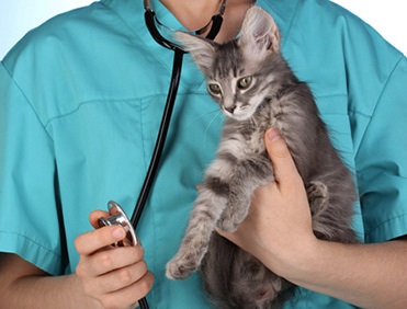 gatto veterinario