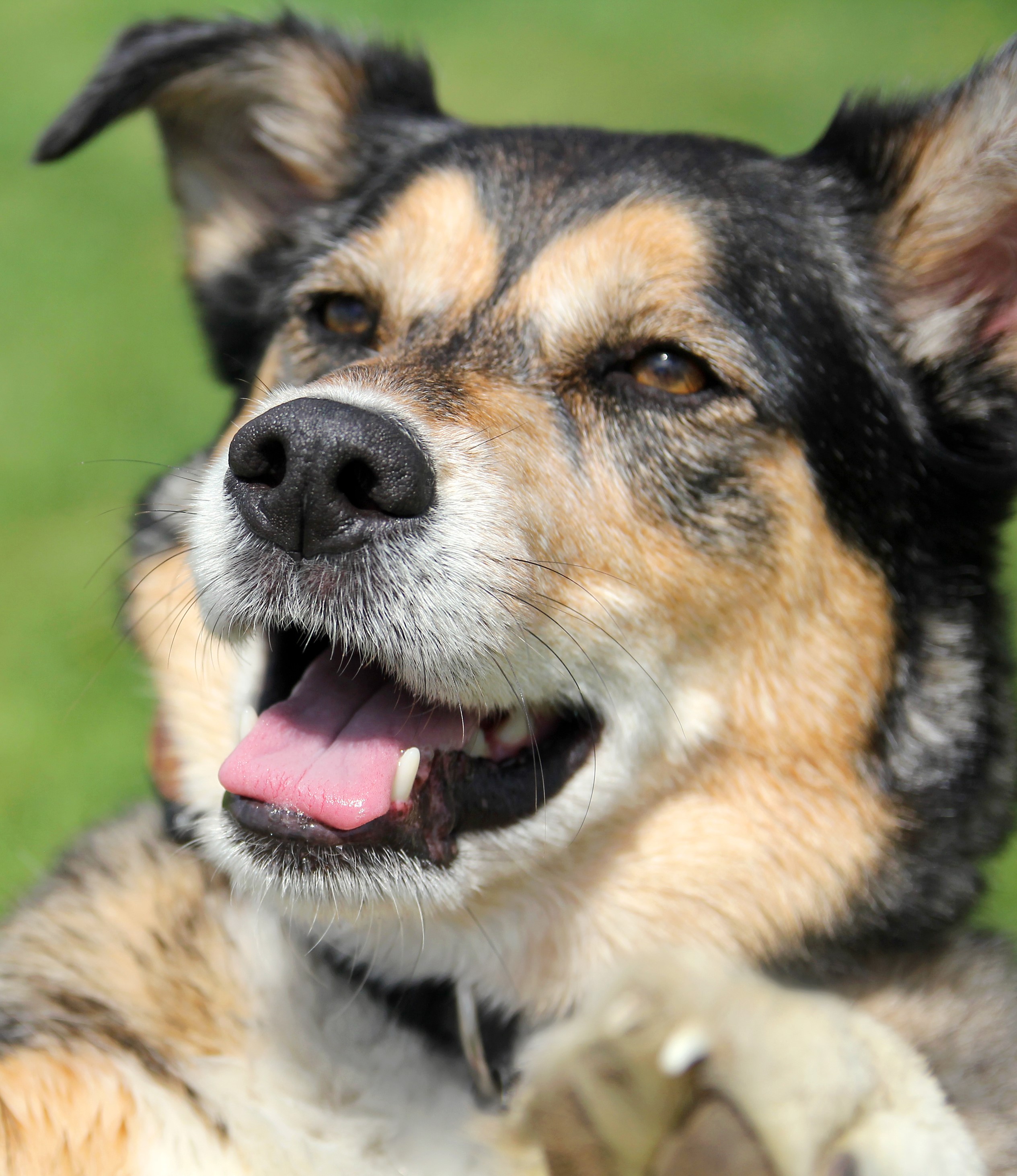 A cute German Shepherd Border Collie Mix Breed Dog is jumping up for a buscuit during a treat training session outside.