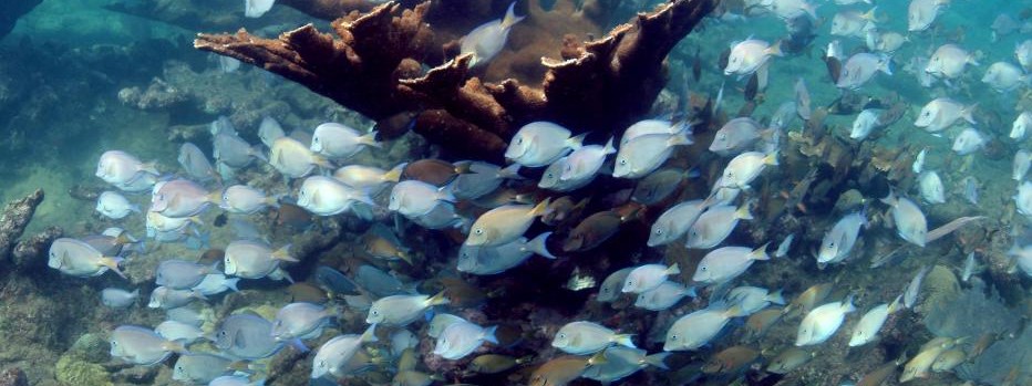 Acanthurus coeruleus Puerto Rico