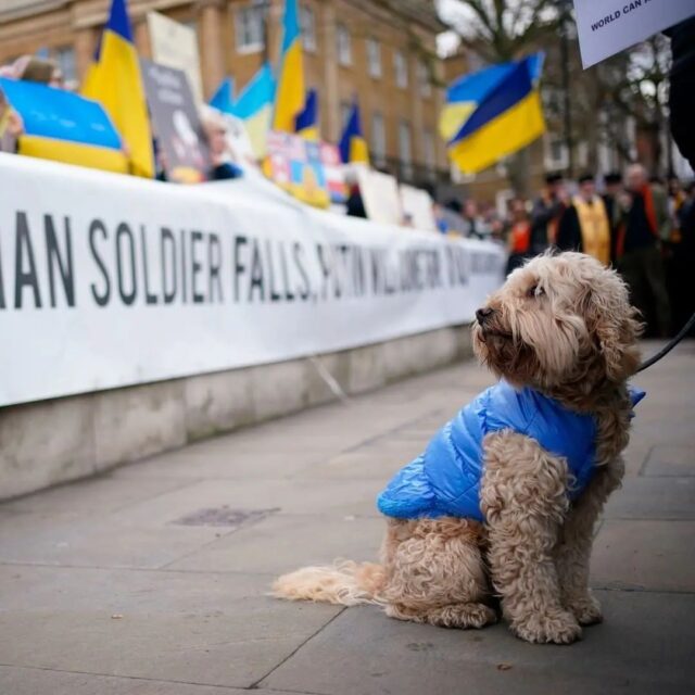 Dog in Ukraine e1646065643978