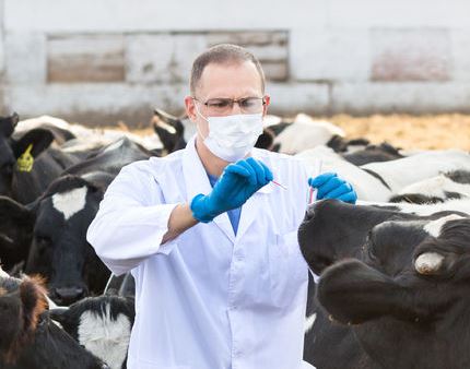 36173898 - veterinarian examines   animal on the ranch cows