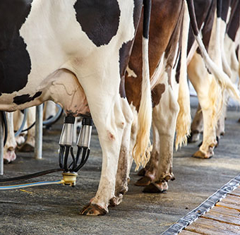 Zoo Assets quanto latte produce una vacca copy