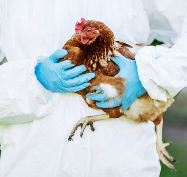 aviaria pollo controlli