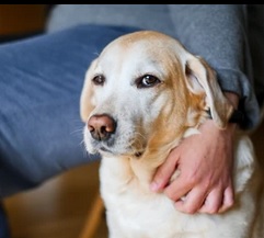 cane perplesso