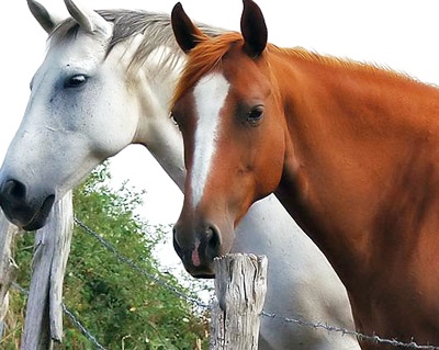 cavalli bianco e marrone