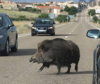 cinghiale in strada