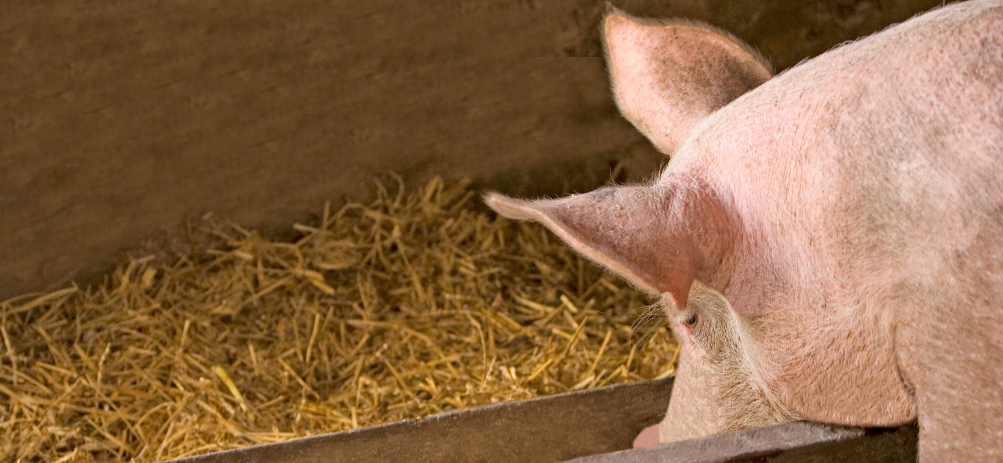 Pig in pen eating corn meal for dinner.