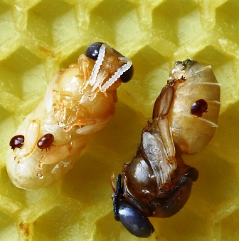 varroa destructor