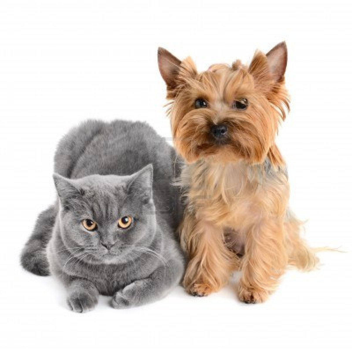 cane e gatto isolato su sfondo bianco copy