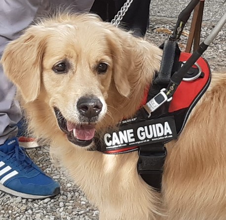 cane guida