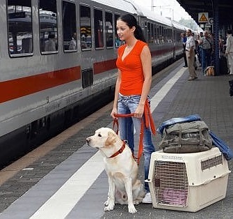 cane treno copy