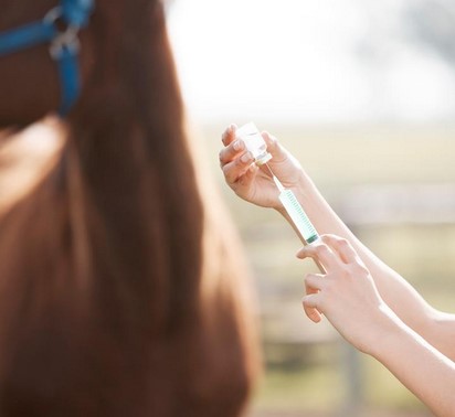 equine injection