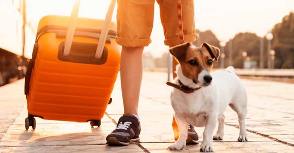 viaggio valigia cane