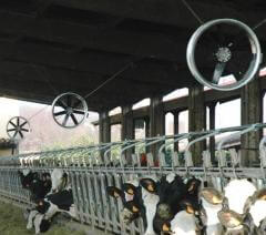 b 240 0 16777215 00 images IMMAGINE animalibovini stalla ventilata