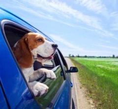 b 240 0 16777215 00 images IMMAGINE animalicani cane auto CAMPAGNA