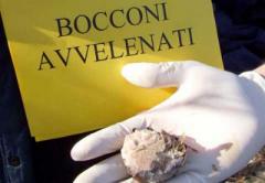 b 240 0 16777215 00 images IMMAGINE oggetti bocconi avvelenati