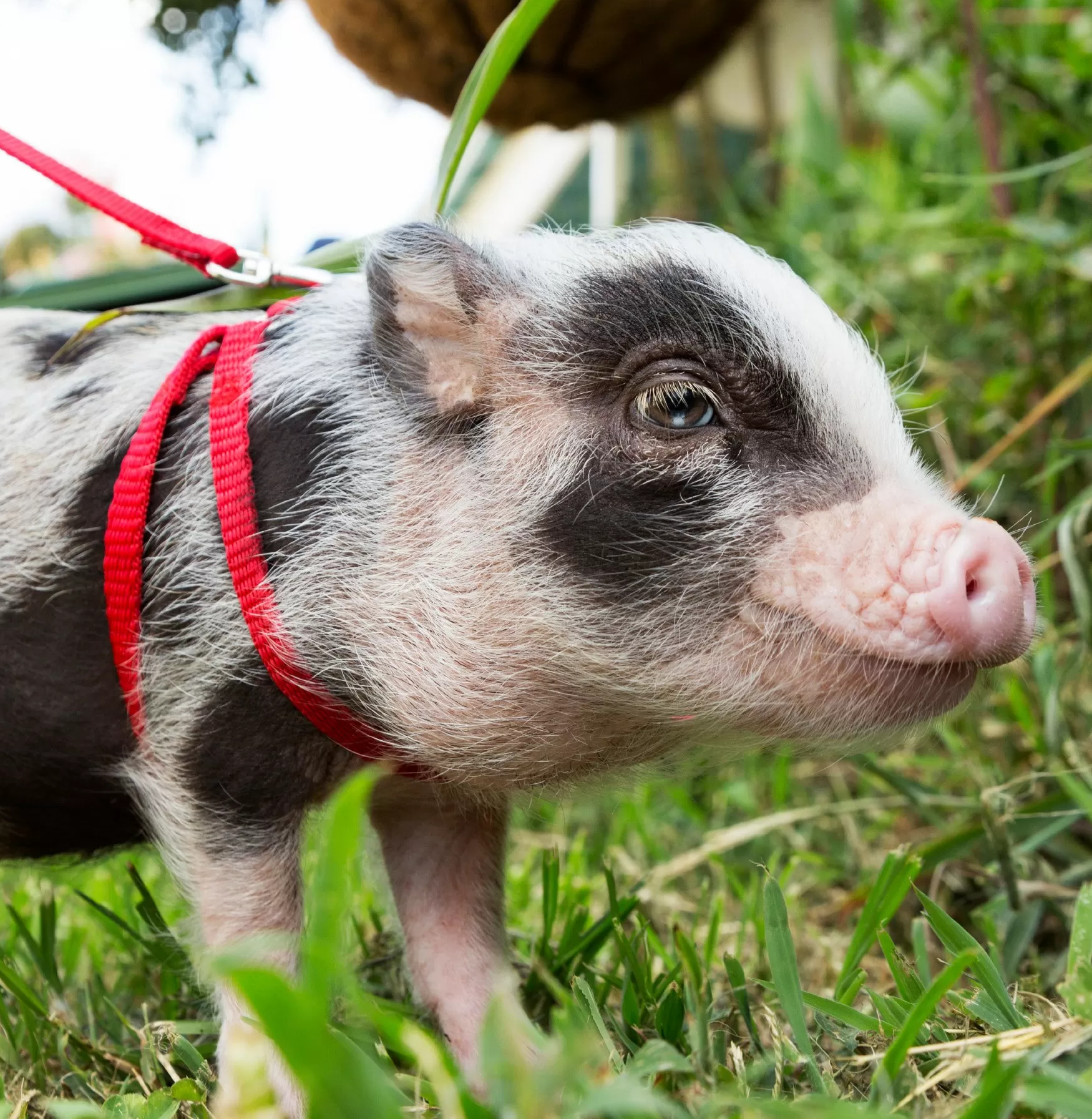 maialino nano vietnamita