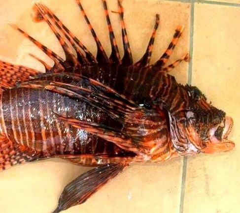 pesce scorpione ias mediterraneo