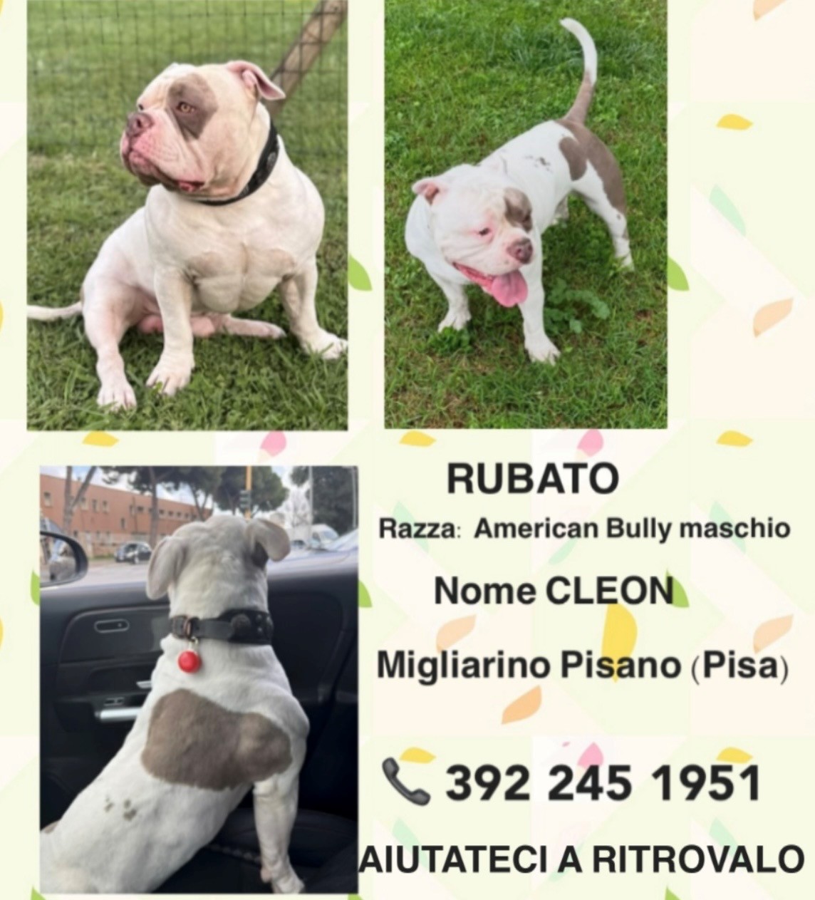Cane Rubato Razza American Bully Maschio