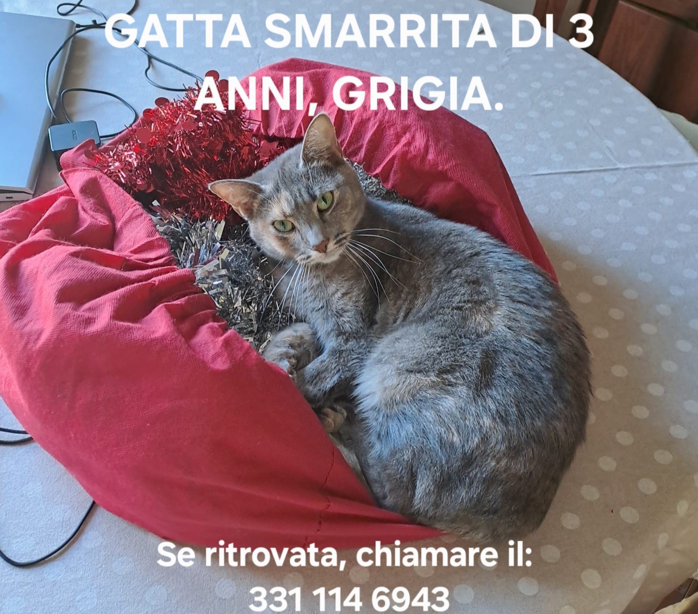 Gatto Smarrito Cambonino