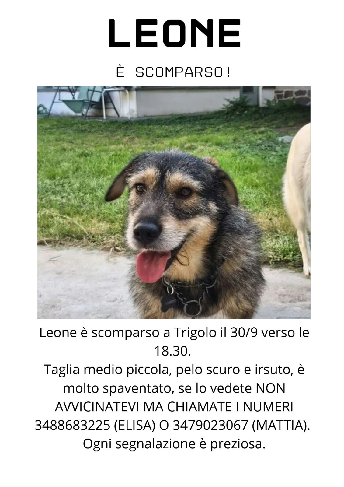 Leone Scomparso Trigolo