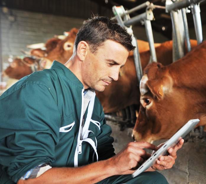veterinarian working with a cow